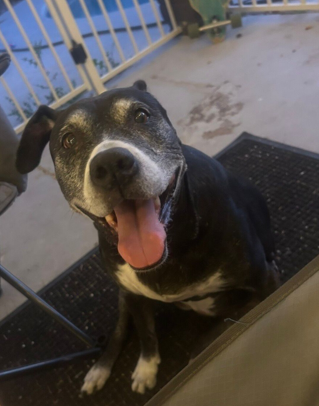 Senior Female Pitbull image 2