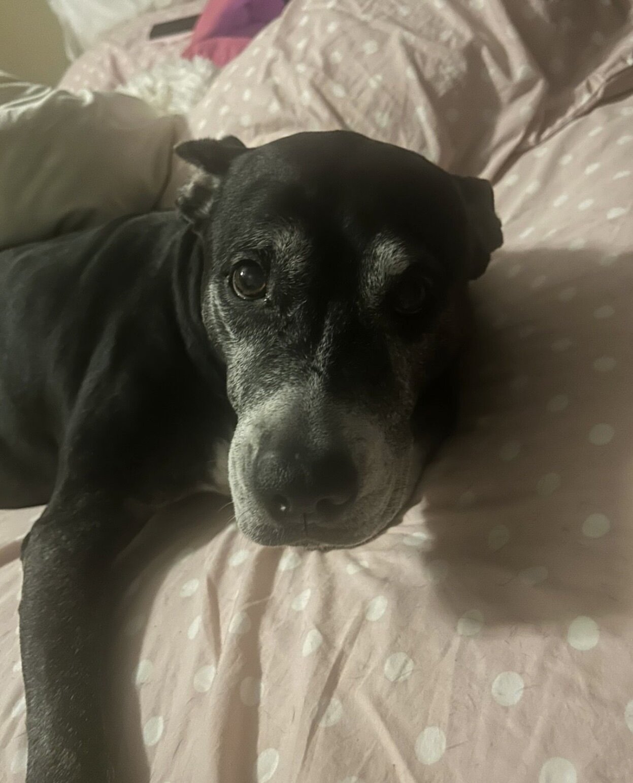 Senior Female Pitbull image 1