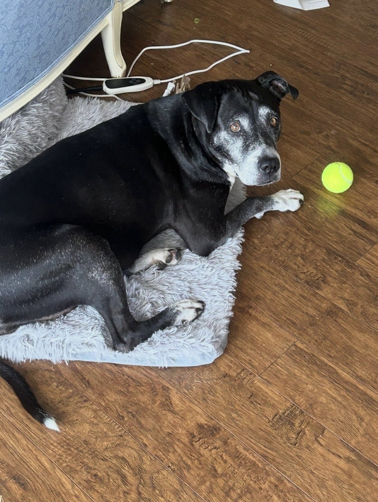 Senior Female Pitbull image 4