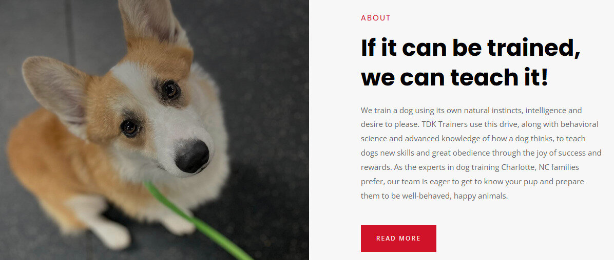 The Dog Knowledge image 2