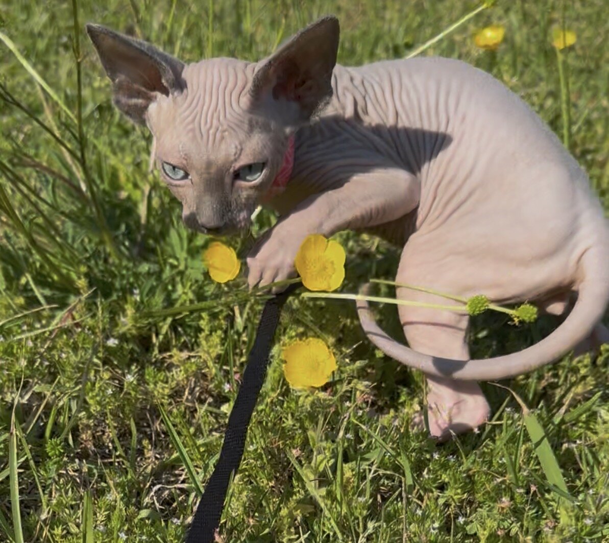 Sphynx kittens image 9