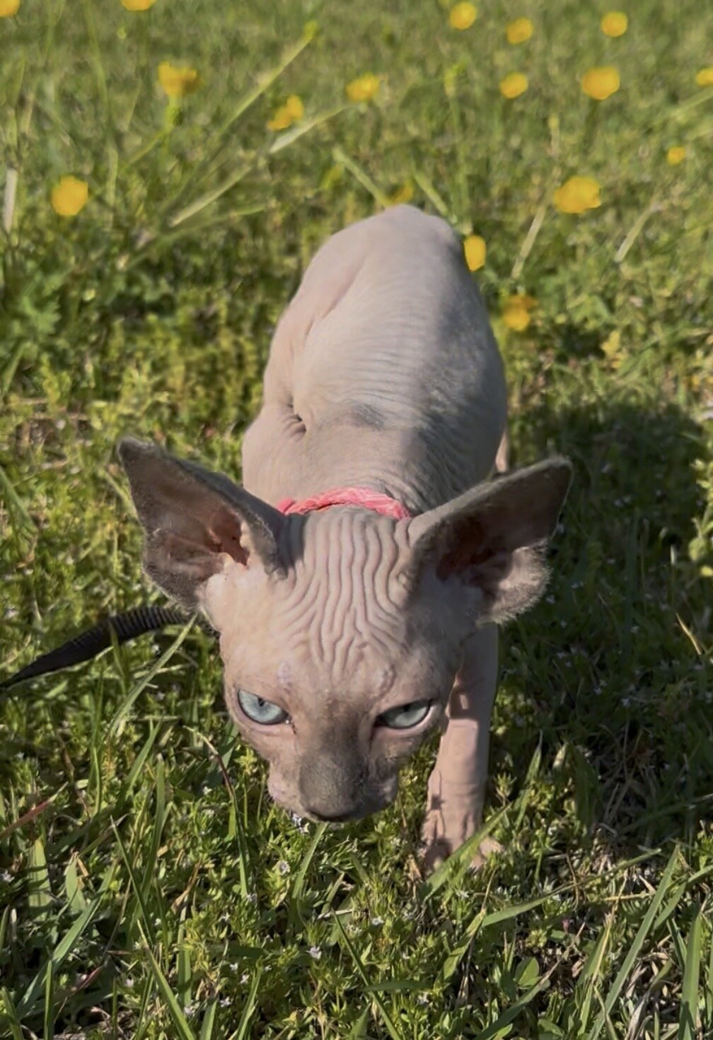 Sphynx kittens image 8