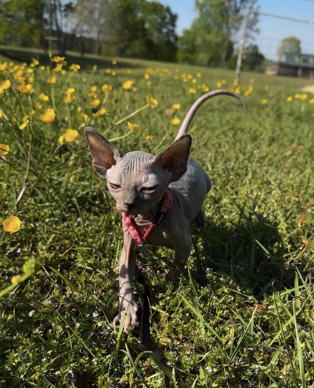Sphynx kittens image 7