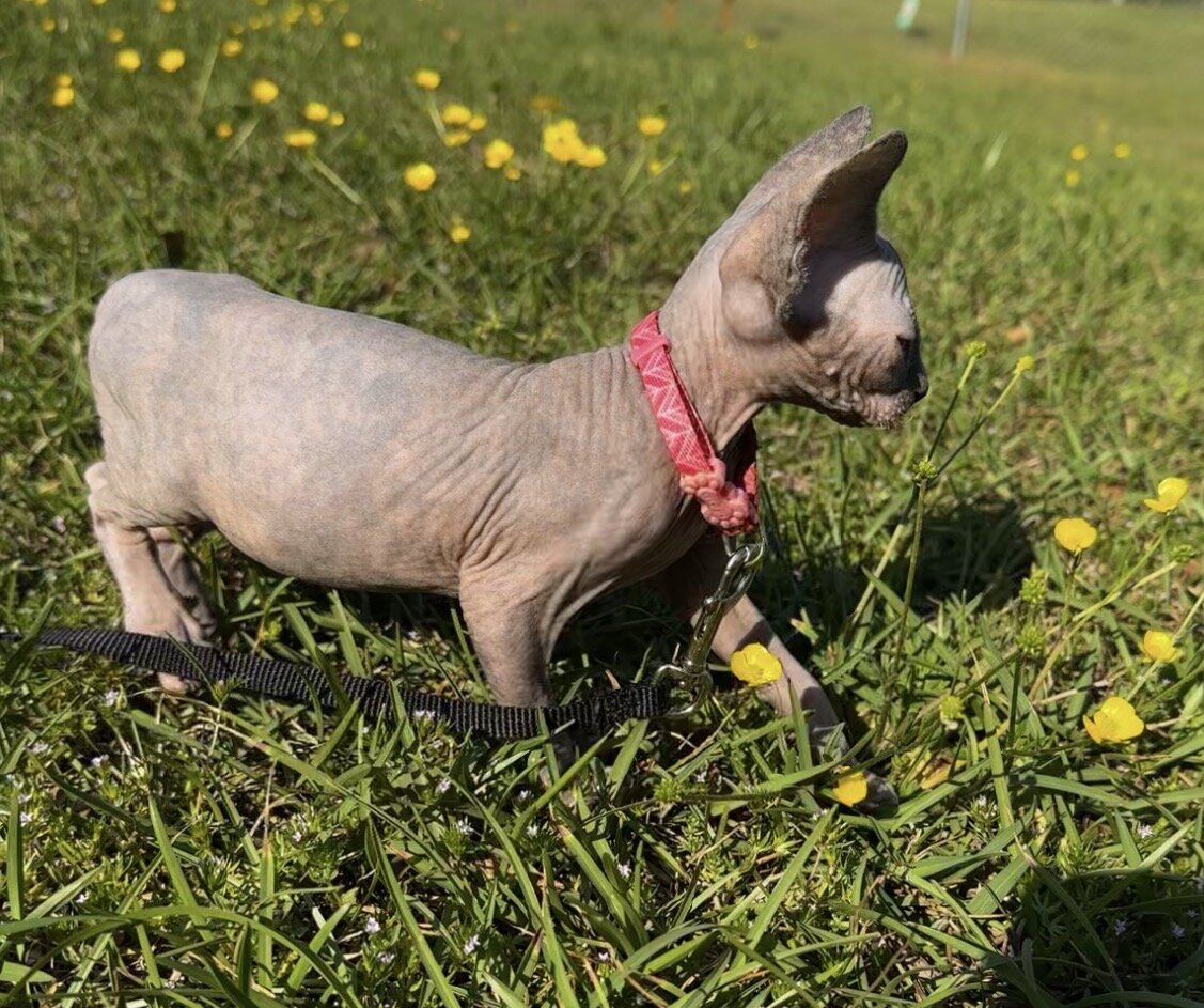 Sphynx kittens image 6