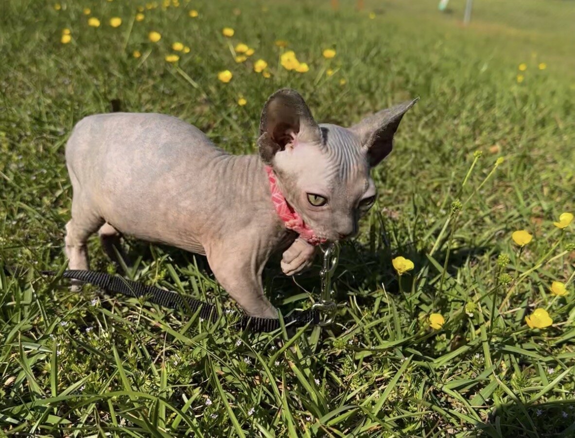 Sphynx kittens image 5