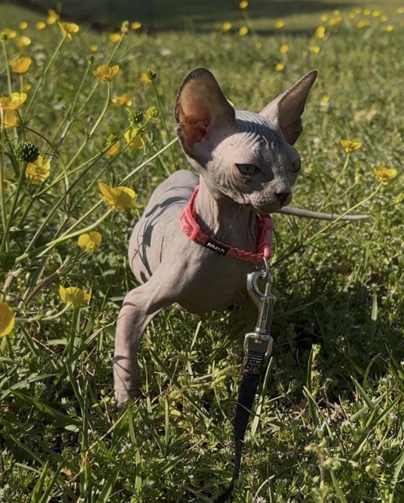 Sphynx kittens image 4
