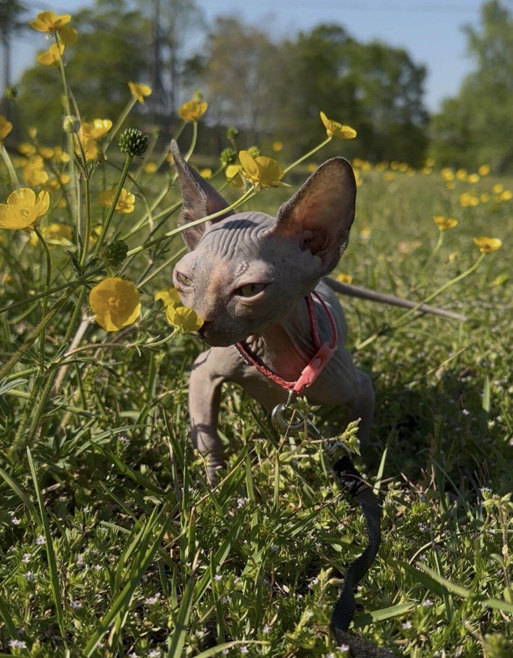 Sphynx kittens image 3