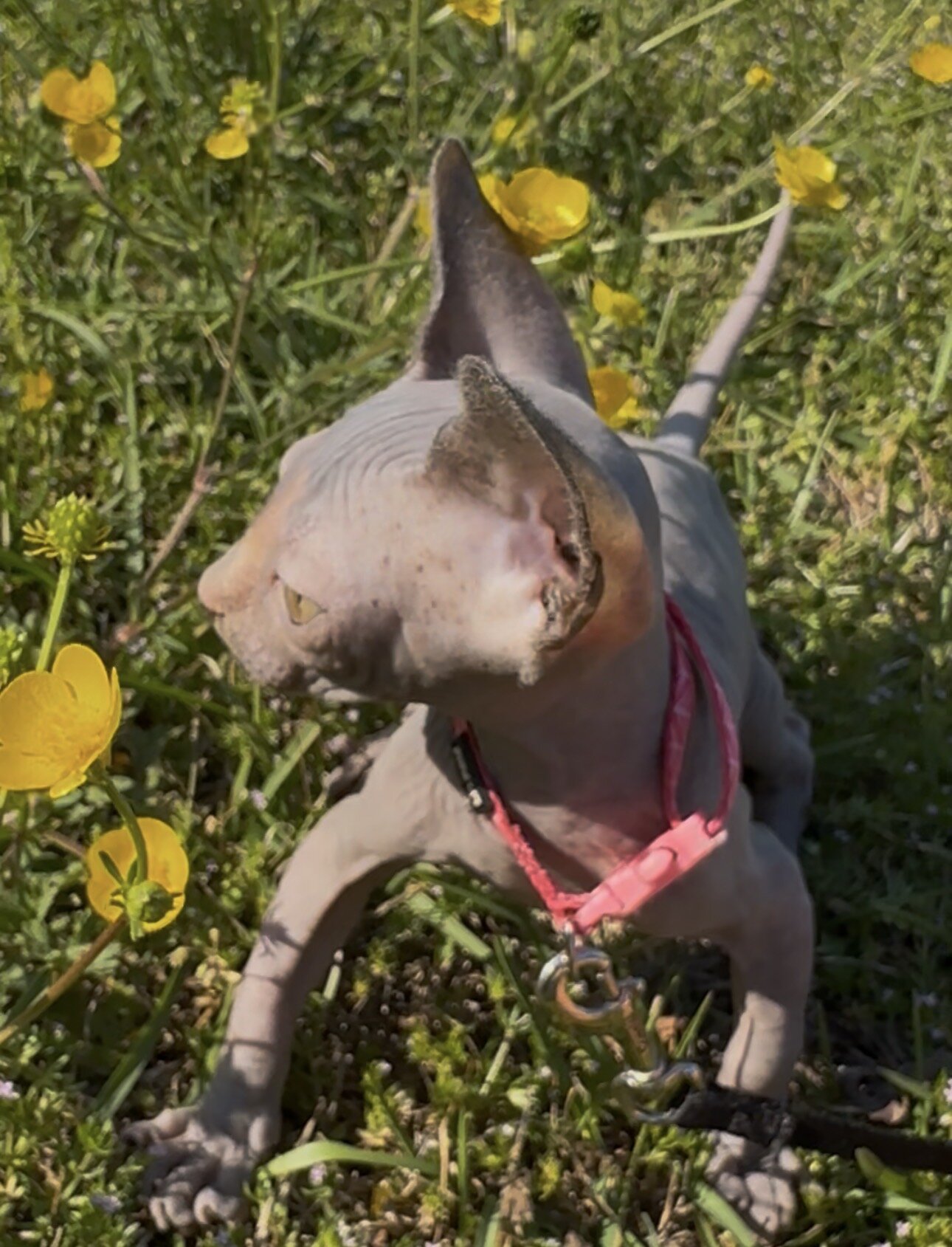 Sphynx kittens image 2