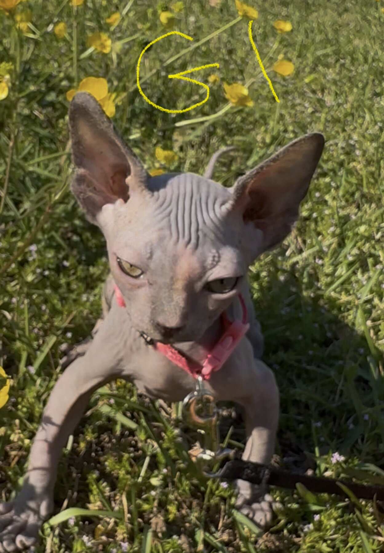 Sphynx kittens image 1