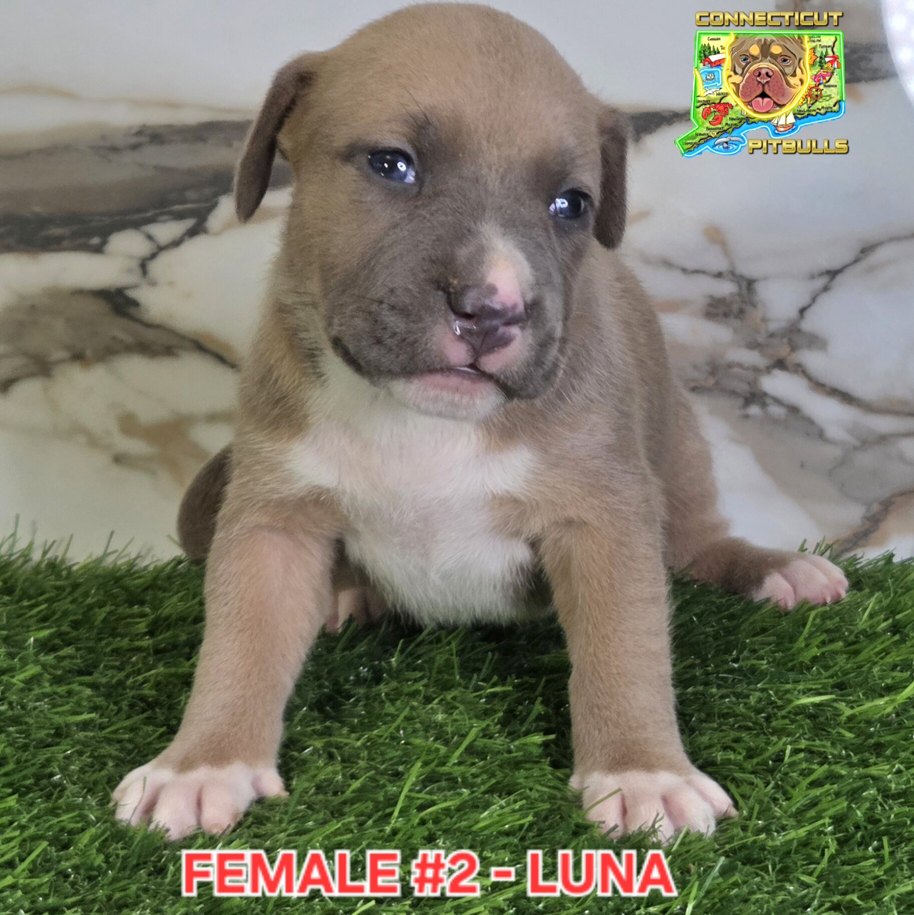 Blue & Isabella's beautiful litter image 2