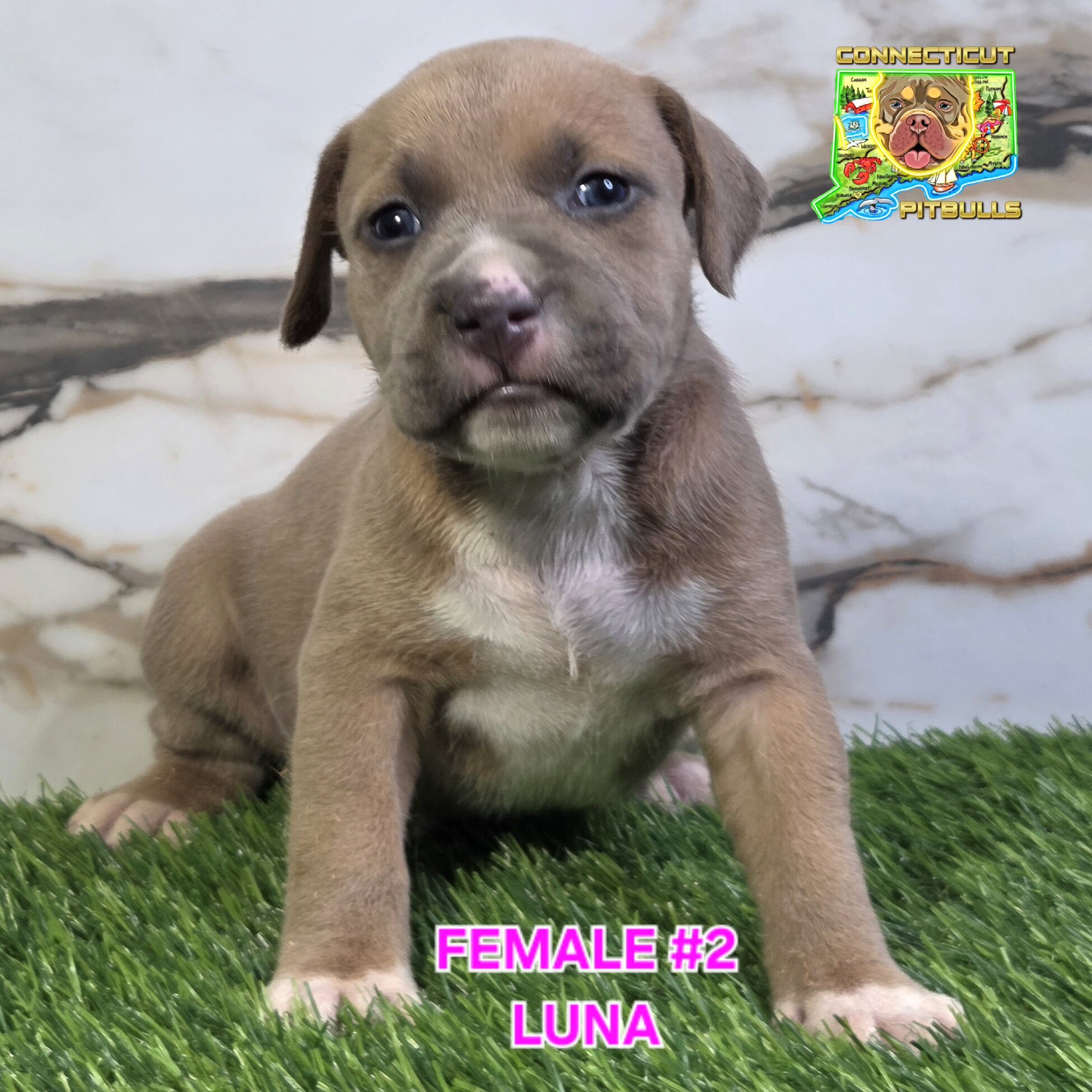 Blue & Isabella's beautiful litter image 5