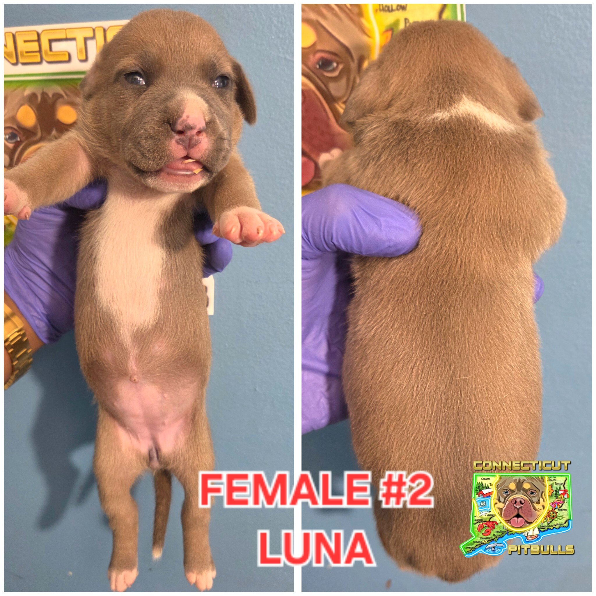 Blue & Isabella's beautiful litter image 4