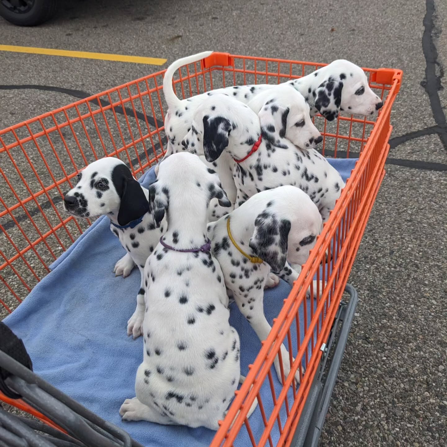 Beautiful **Dalmatian puppies image 1