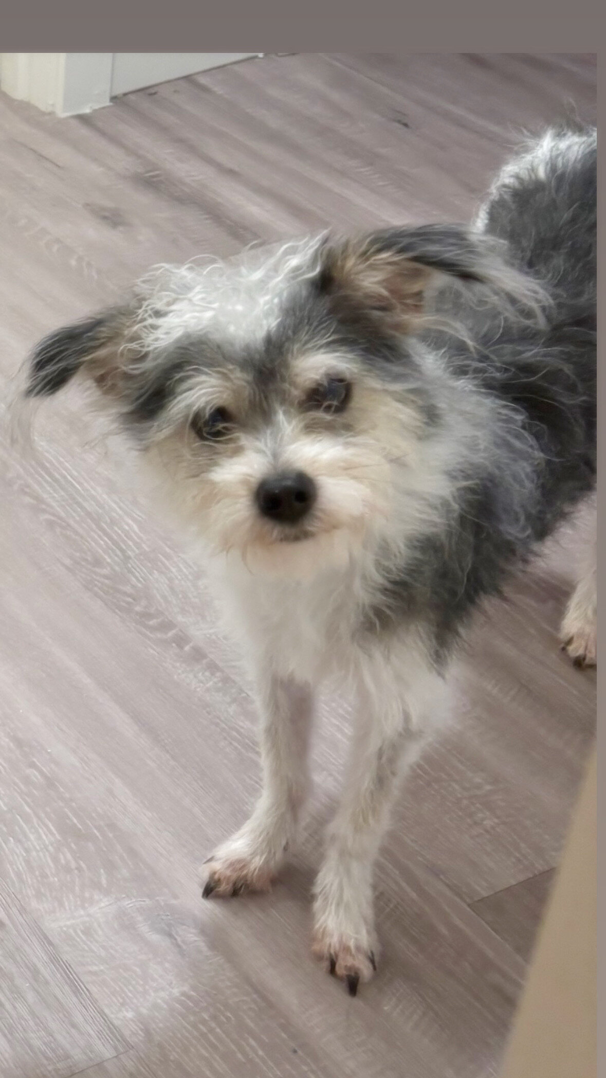 Oliver image 1