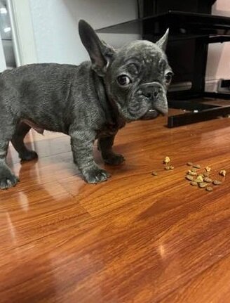 French Bulldogs puppies for Rehoming image 1