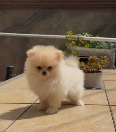 Top Quality Registered Pomeranian puppies image 1