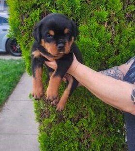 Magnificent Rottweiler puppies for Adoption image 1