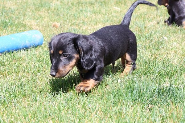Healthy Well Trianed dachshund puppies image 1