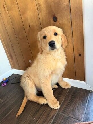 Golden Retriever puppies- Male & Female image 1