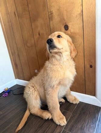 Lovely Golden Retriever for Pet Lovers image 1