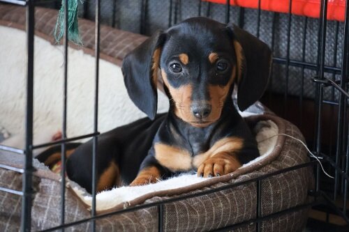 Miniature Dachshund Puppies image 1