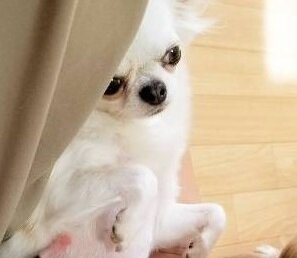Beutifull Chihuahua Puppies for Rehoming image 1