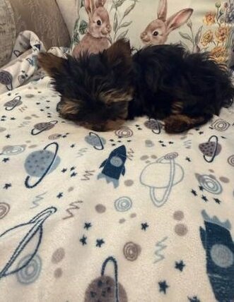 Lovely Yorkshire Terrier puppy image 1