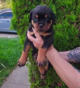 Marvelous Rottweiler puppies image 1