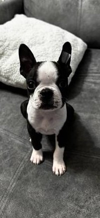 Blue Boston Terrier Puppies image 1