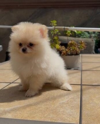 Beautiful Pomeranian puppies Available image 1