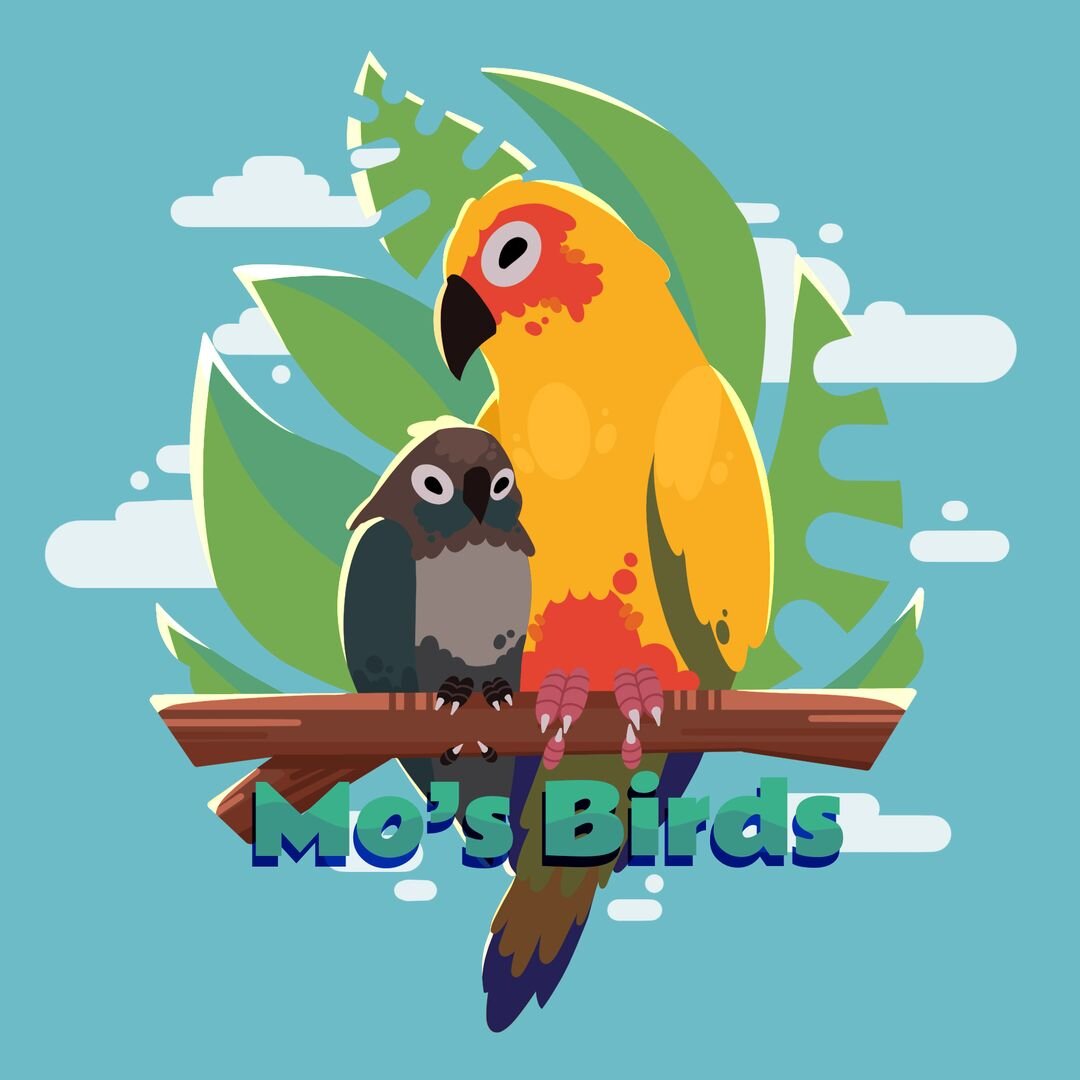 Hand Raised Pet Birds For Sale - Mo's Birds image 4