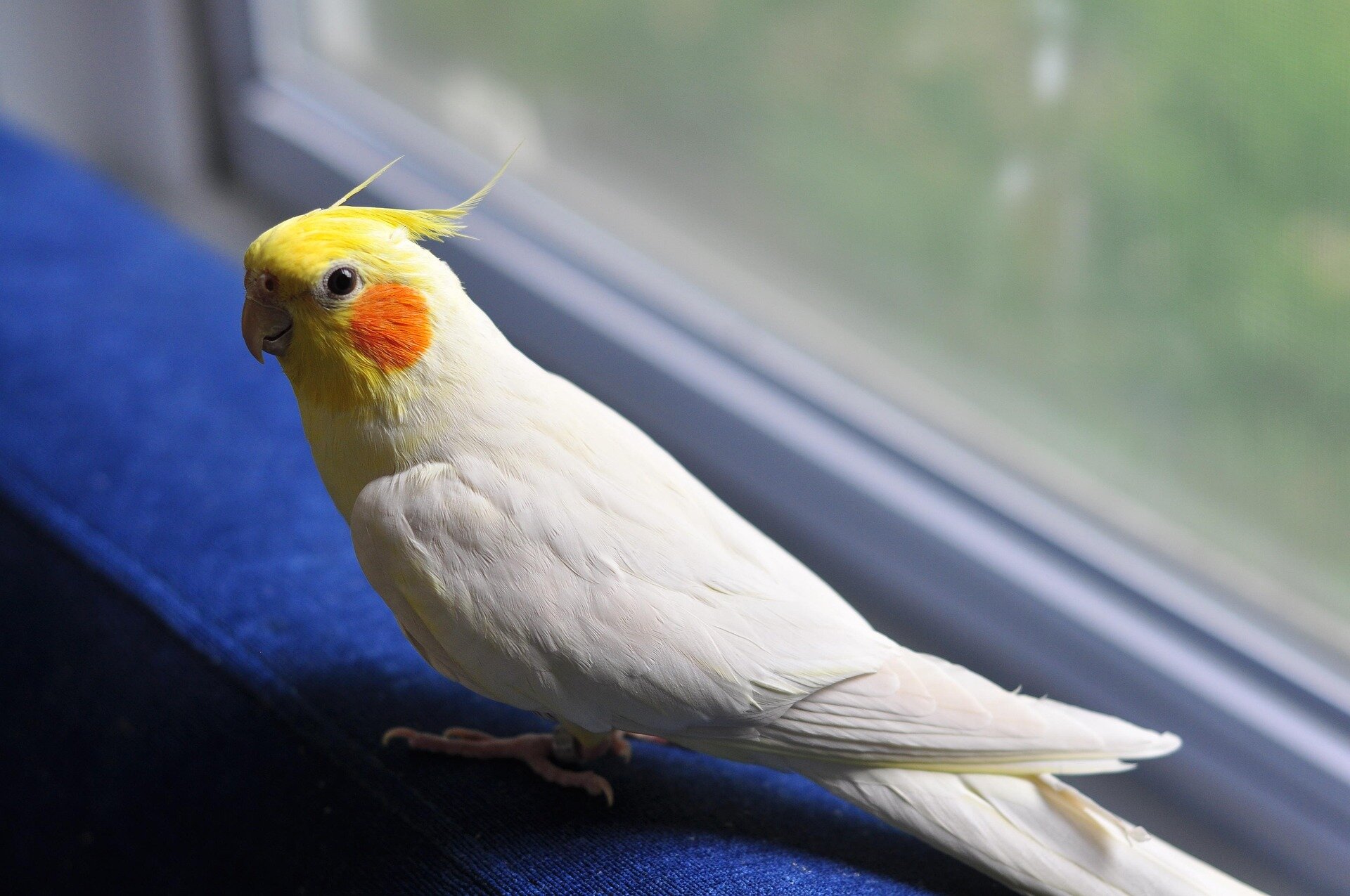 Hand Raised Pet Birds For Sale - Mo's Birds image 6