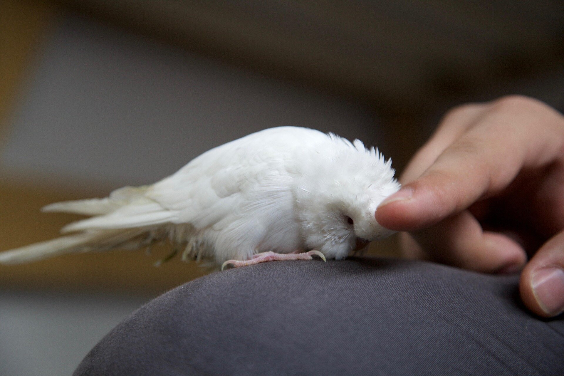 Hand Raised Pet Birds For Sale - Mo's Birds image 7