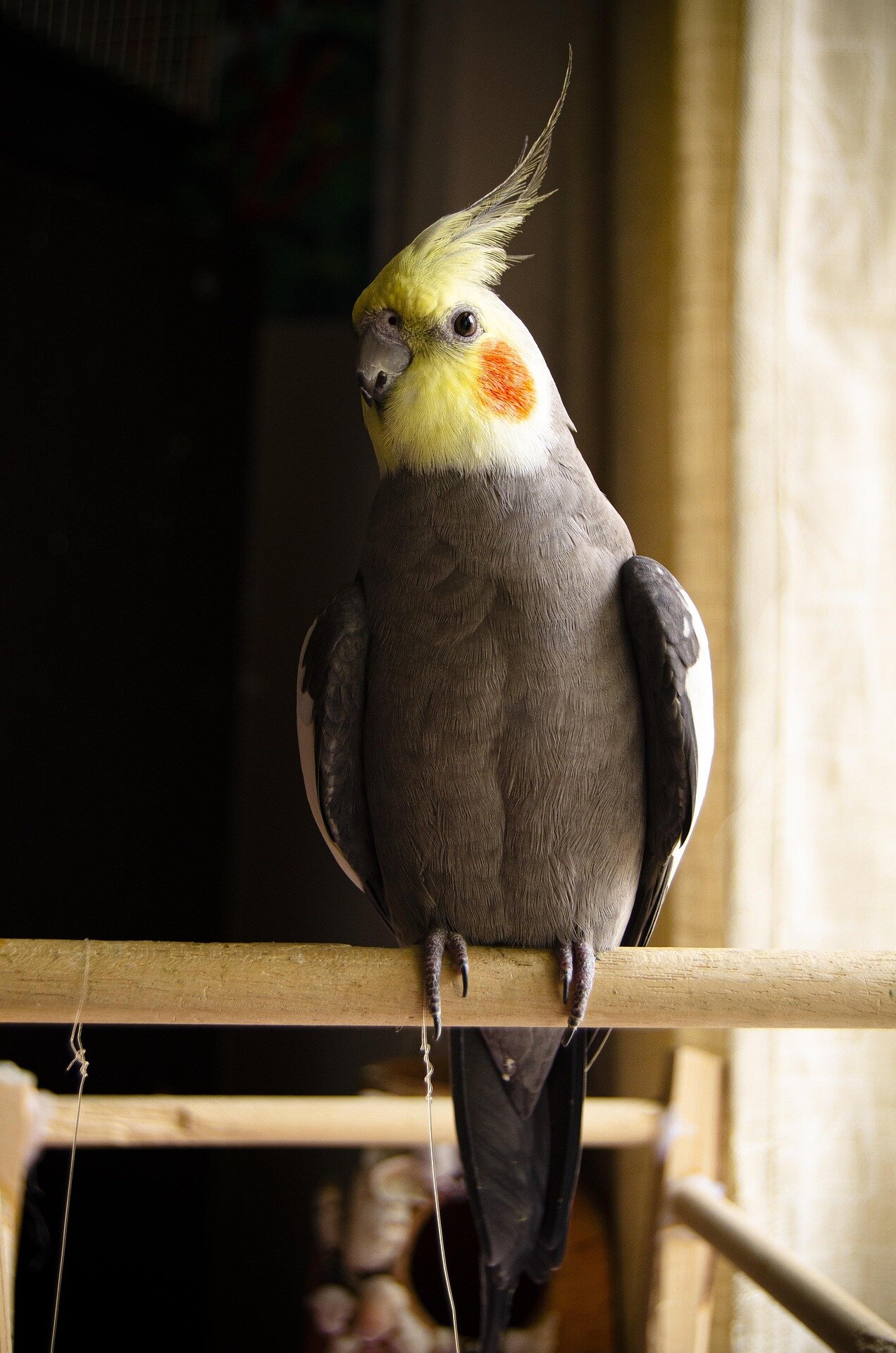 Hand Raised Pet Birds For Sale - Mo's Birds image 9