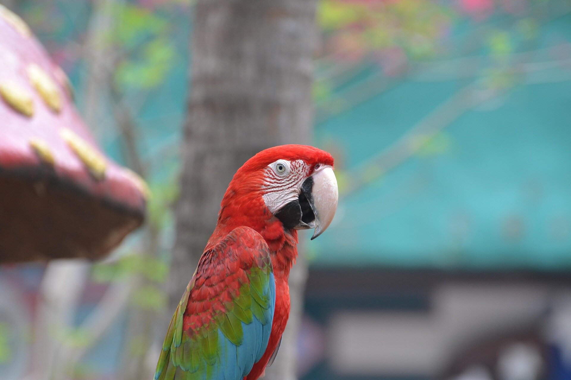 Hand Raised Pet Birds For Sale - Mo's Birds image 5