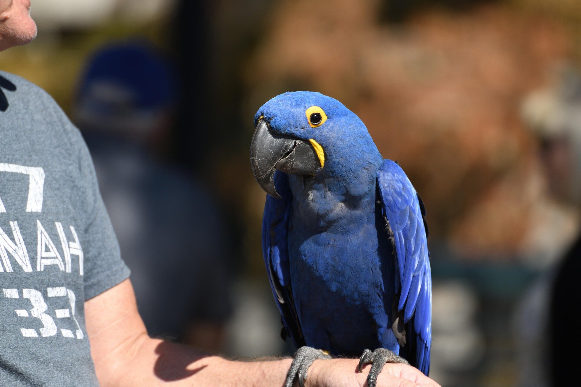 Hand Raised Pet Birds For Sale - Mo's Birds image 8