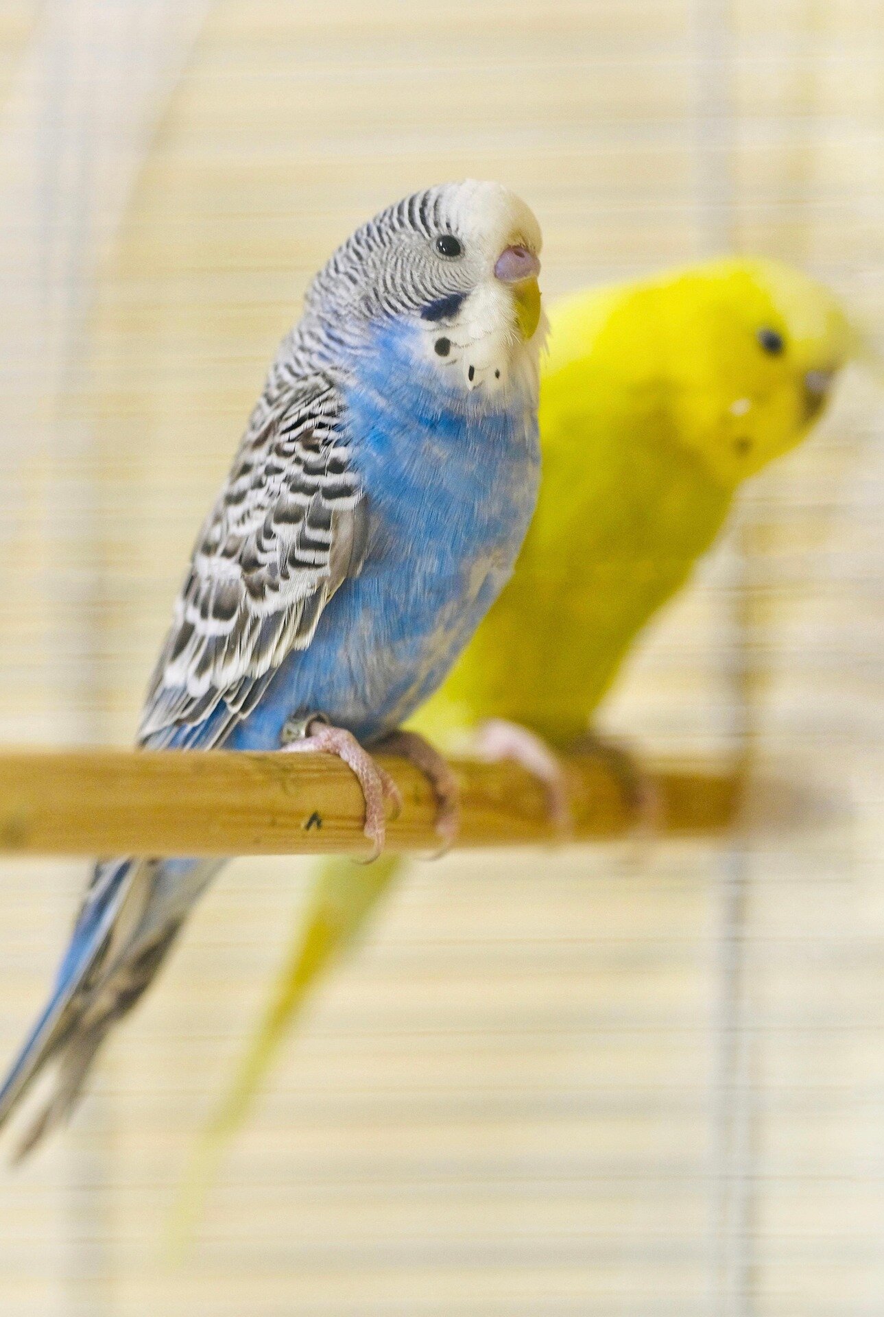 Hand Raised Pet Birds For Sale - Mo's Birds image 1