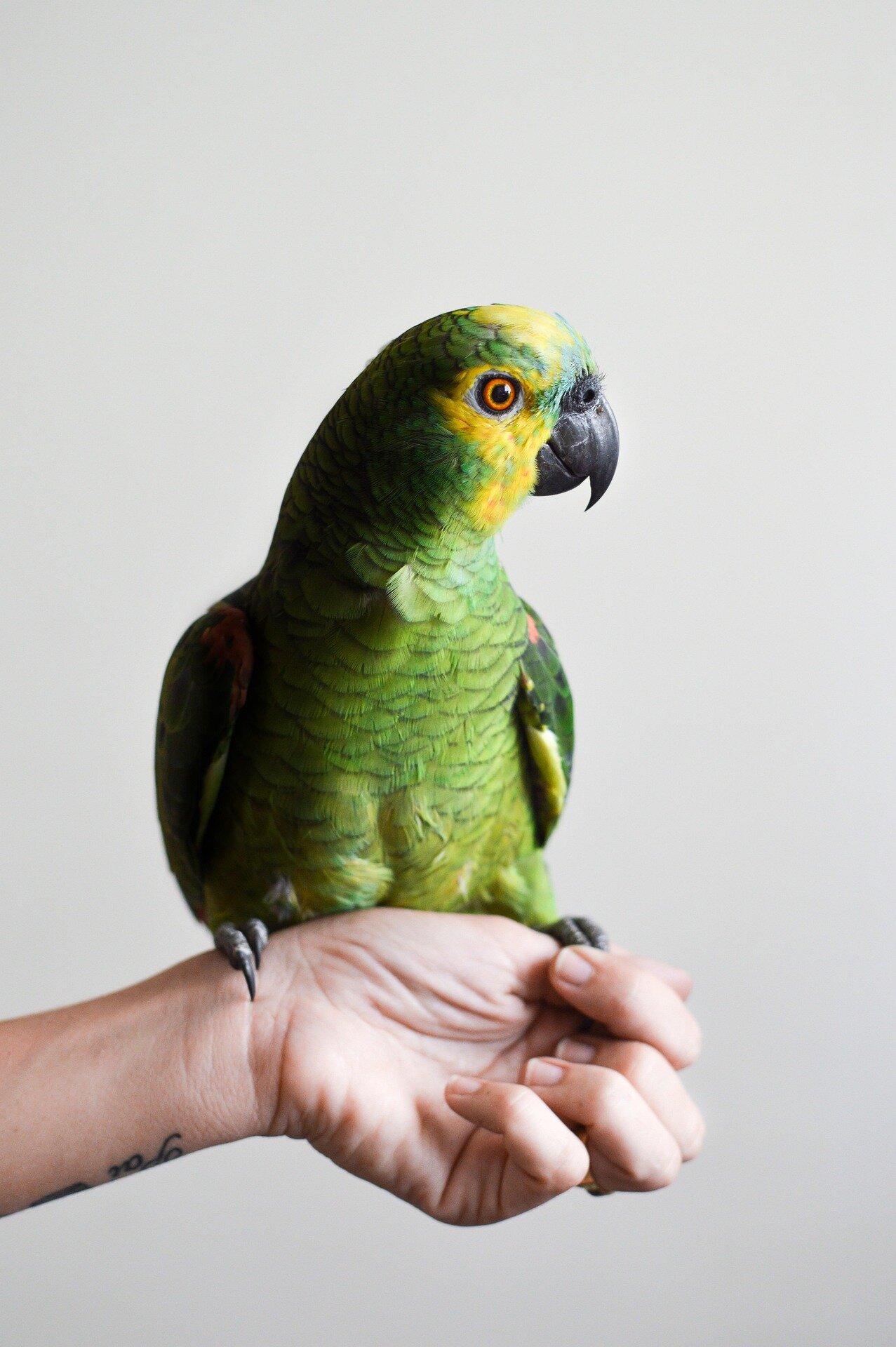 Hand Raised Pet Birds For Sale - Mo's Birds image 2