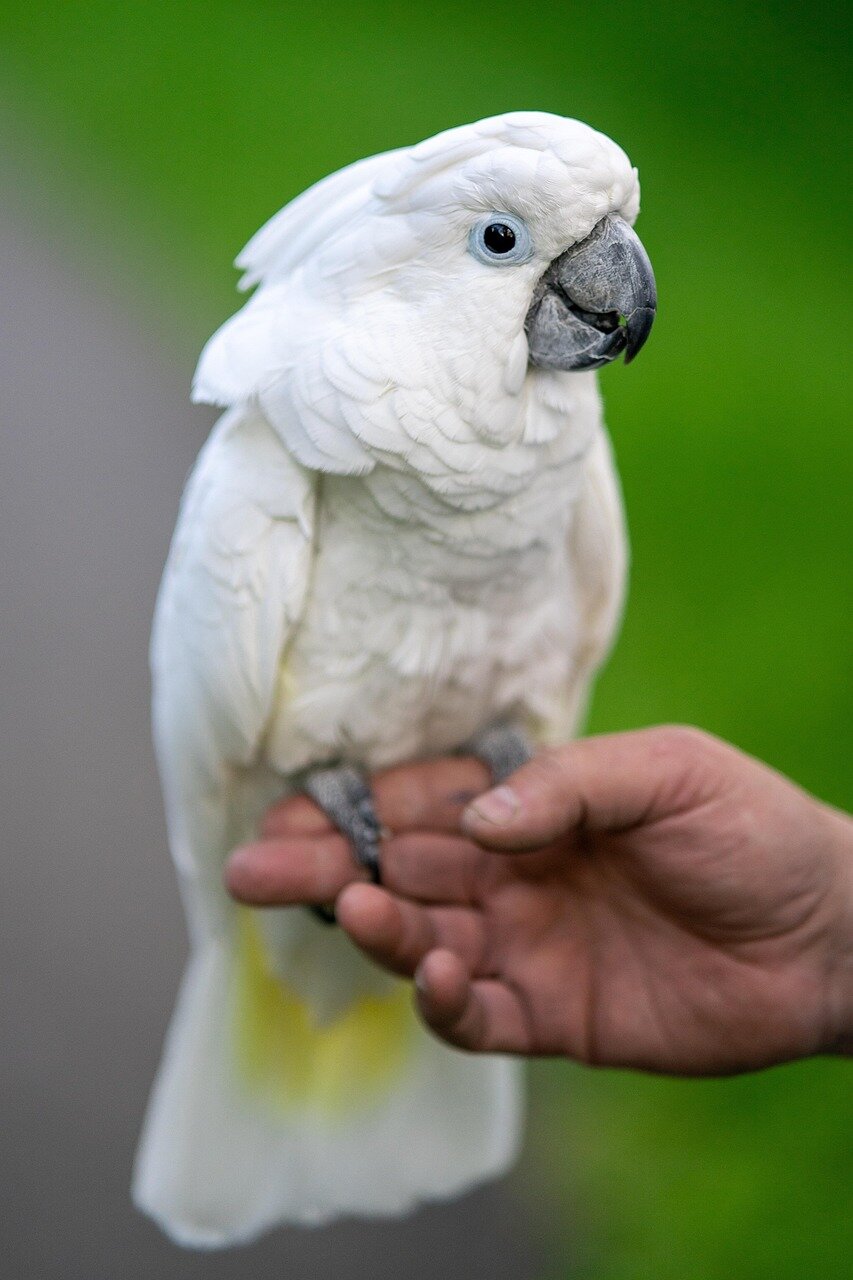 Hand Raised Pet Birds For Sale - Mo's Birds image 3