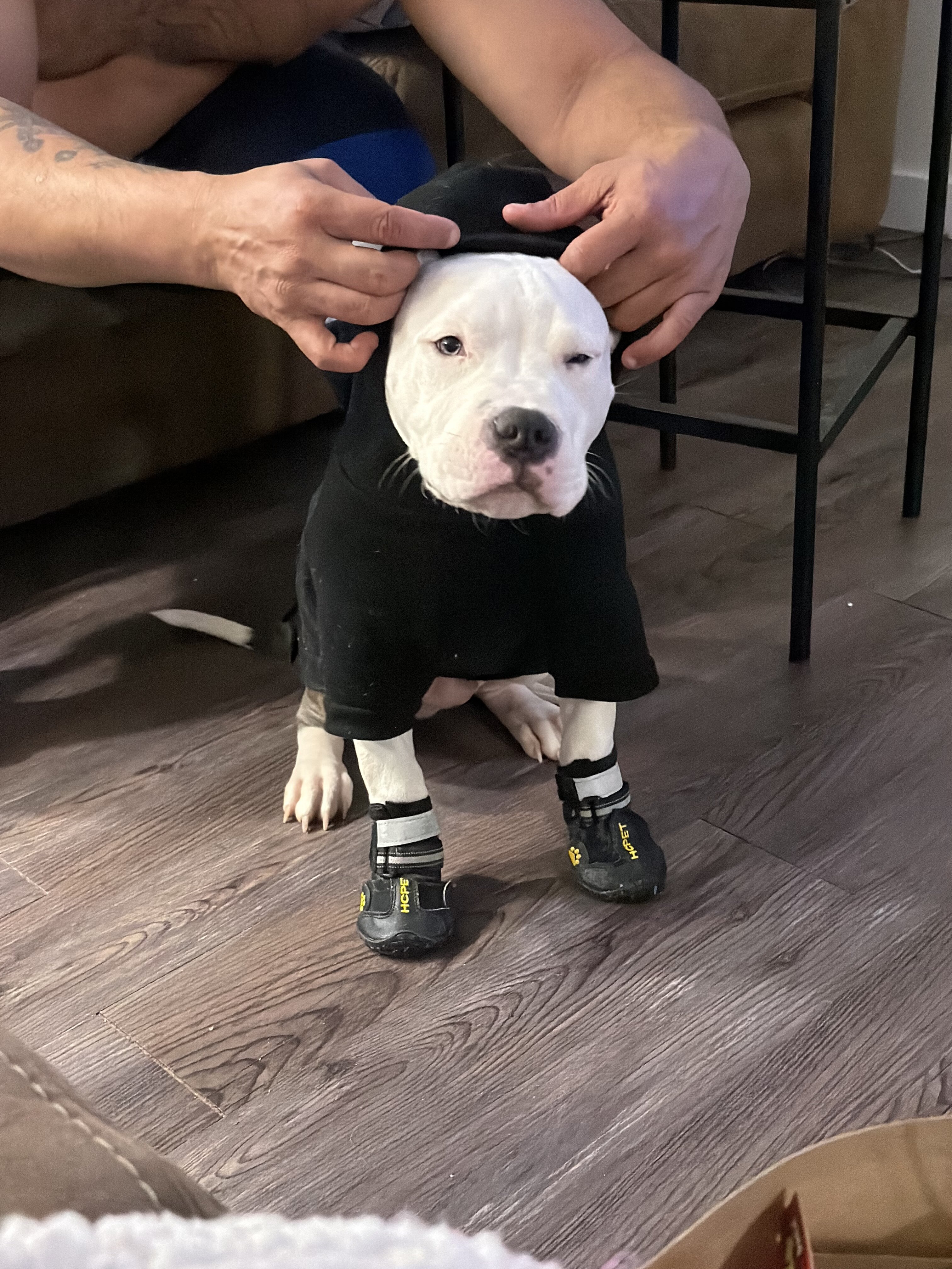 Puppy image 1