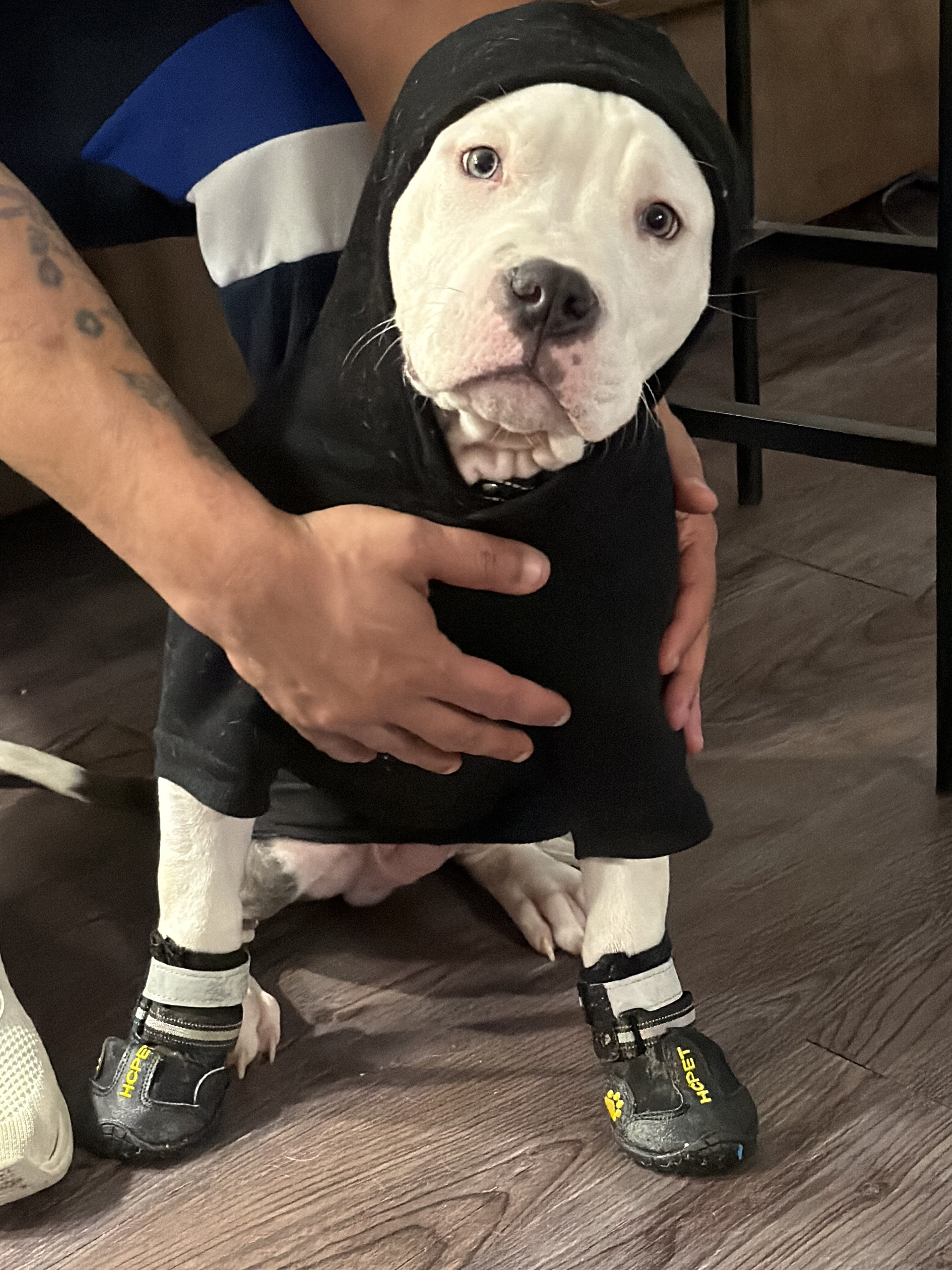 Puppy image 3