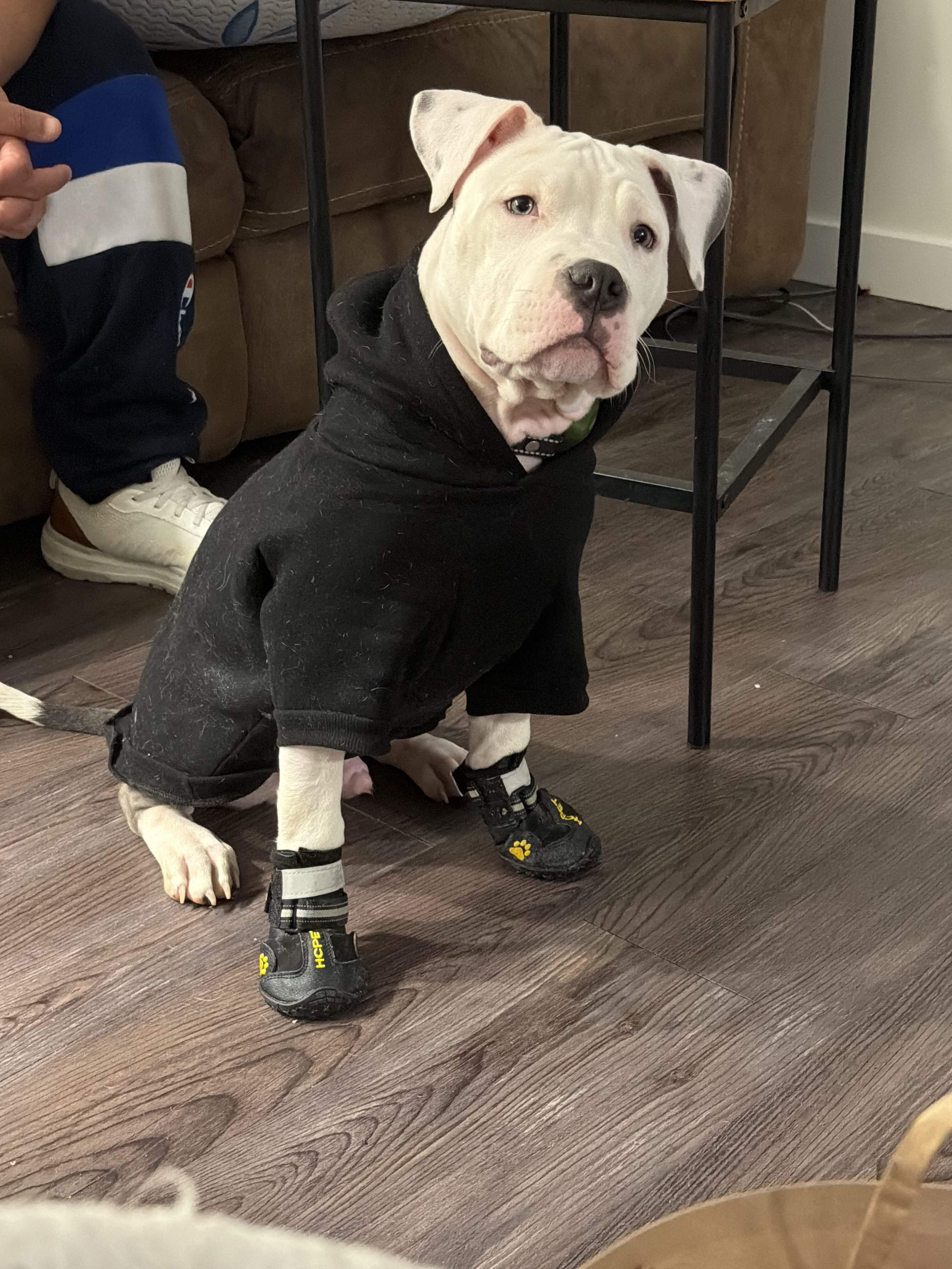 Puppy image 2
