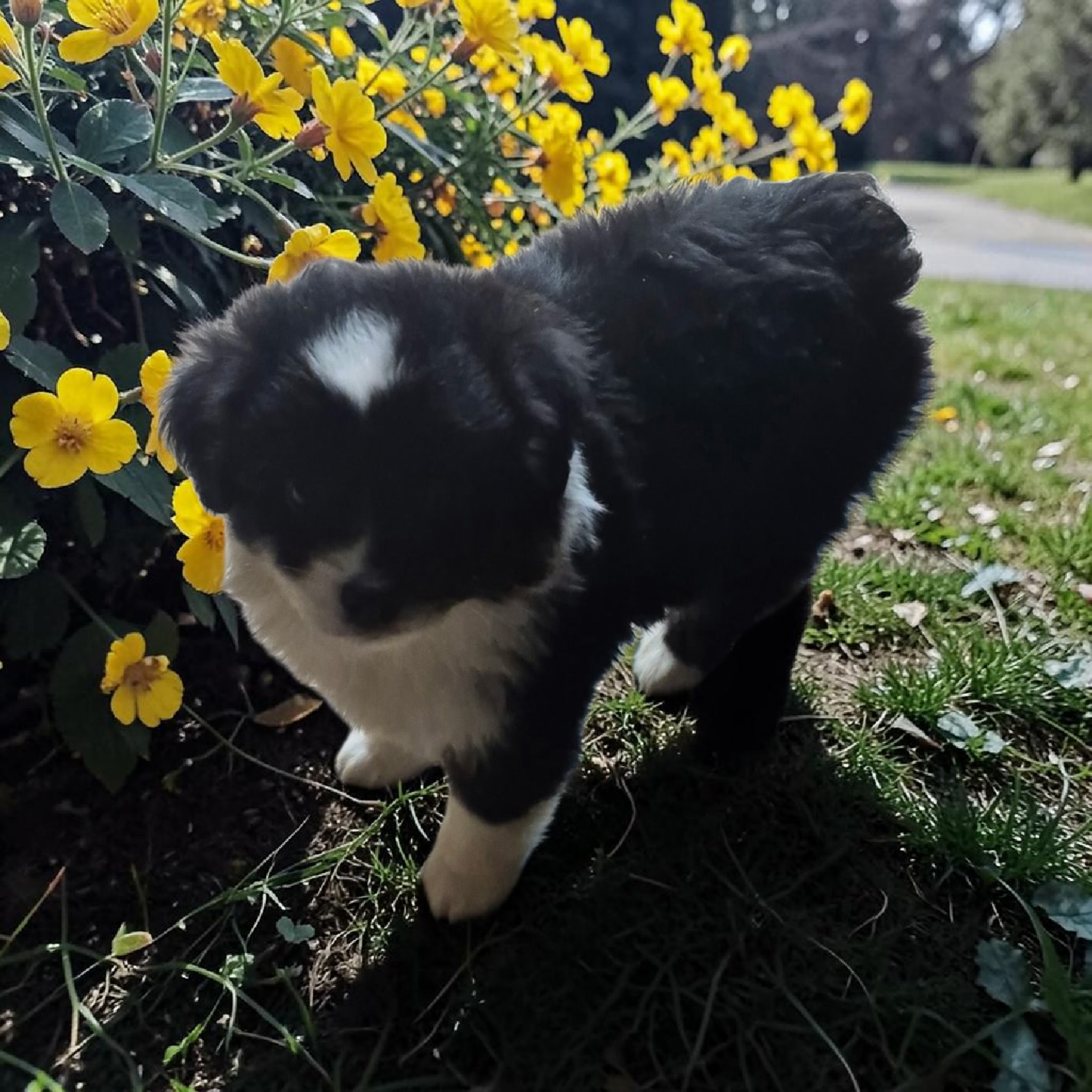 Toy Australian shepherd image 2