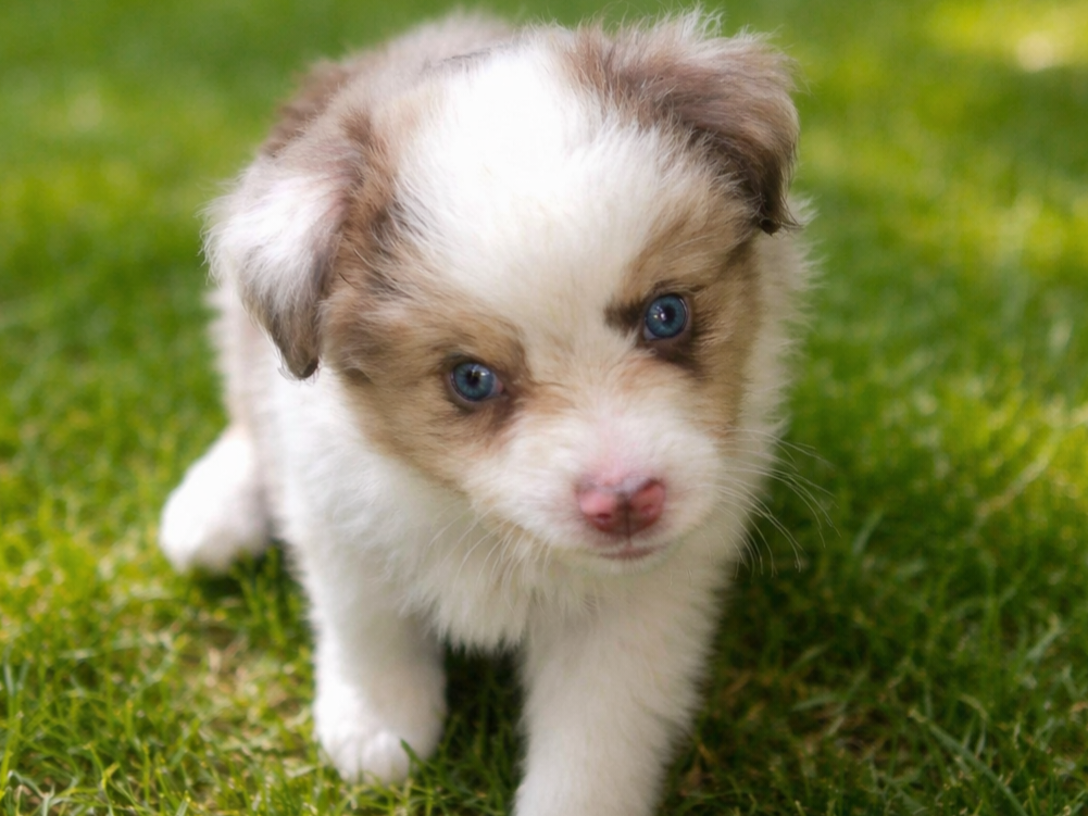 Toy Australian shepherd image 3