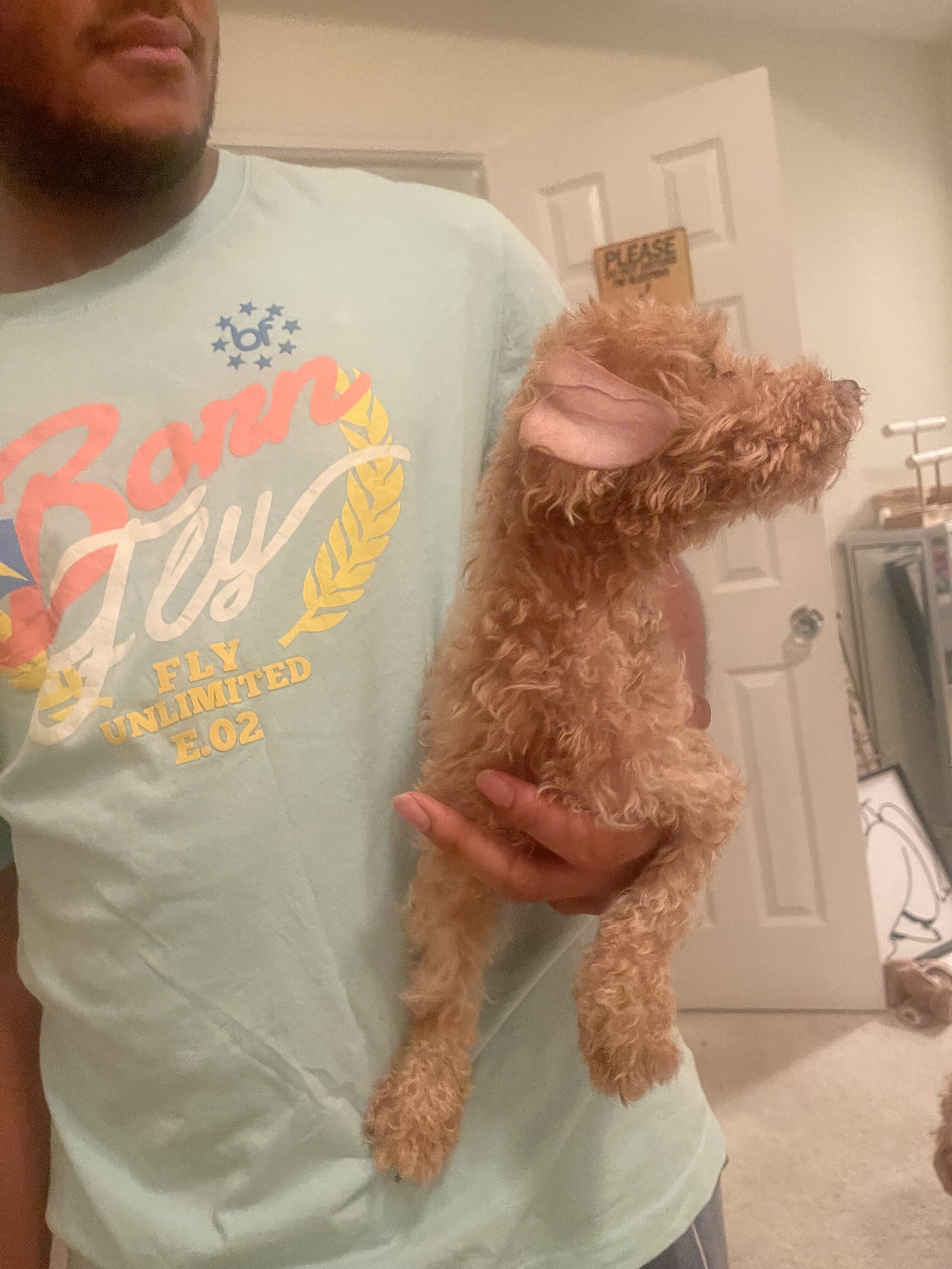🐾 FREE Toy Poodle – Needs a Loving Home ASAP 🐾 image 2