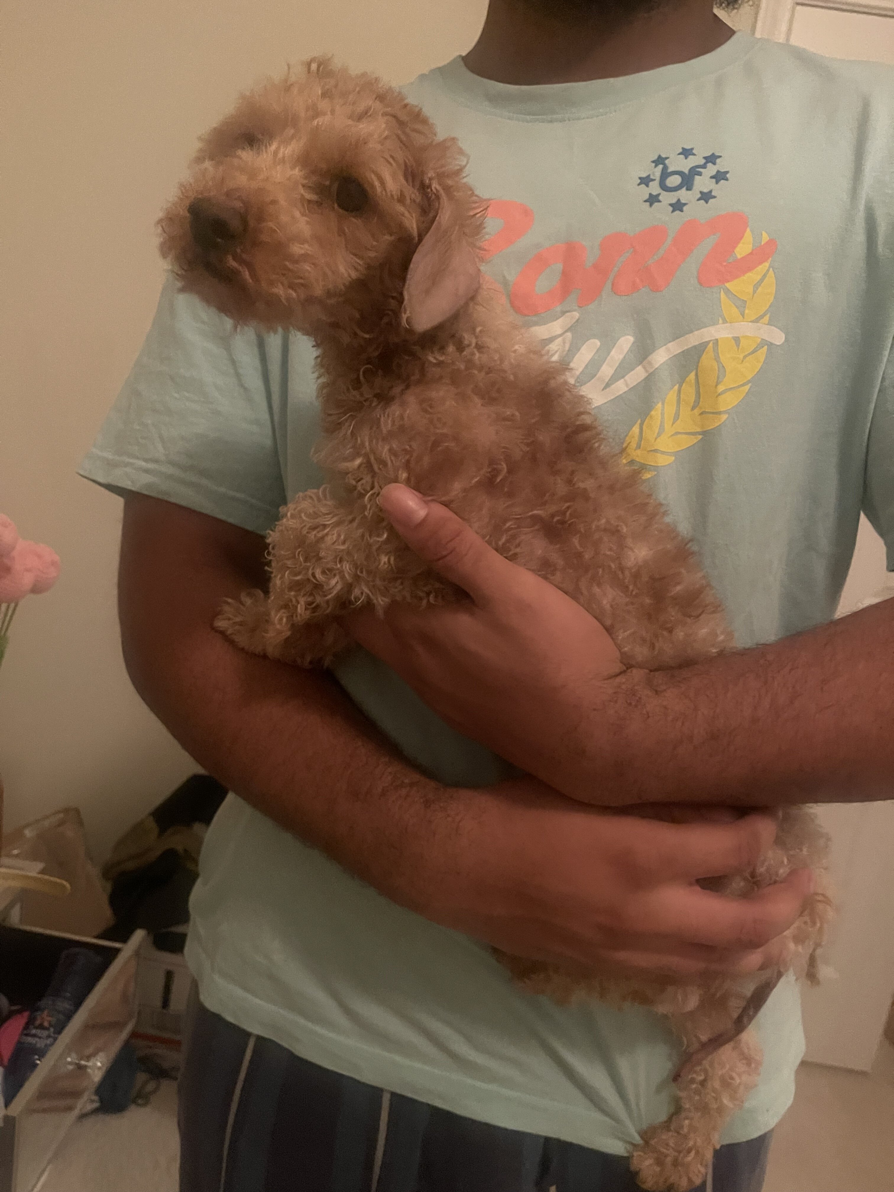 🐾 FREE Toy Poodle – Needs a Loving Home ASAP 🐾 image 1