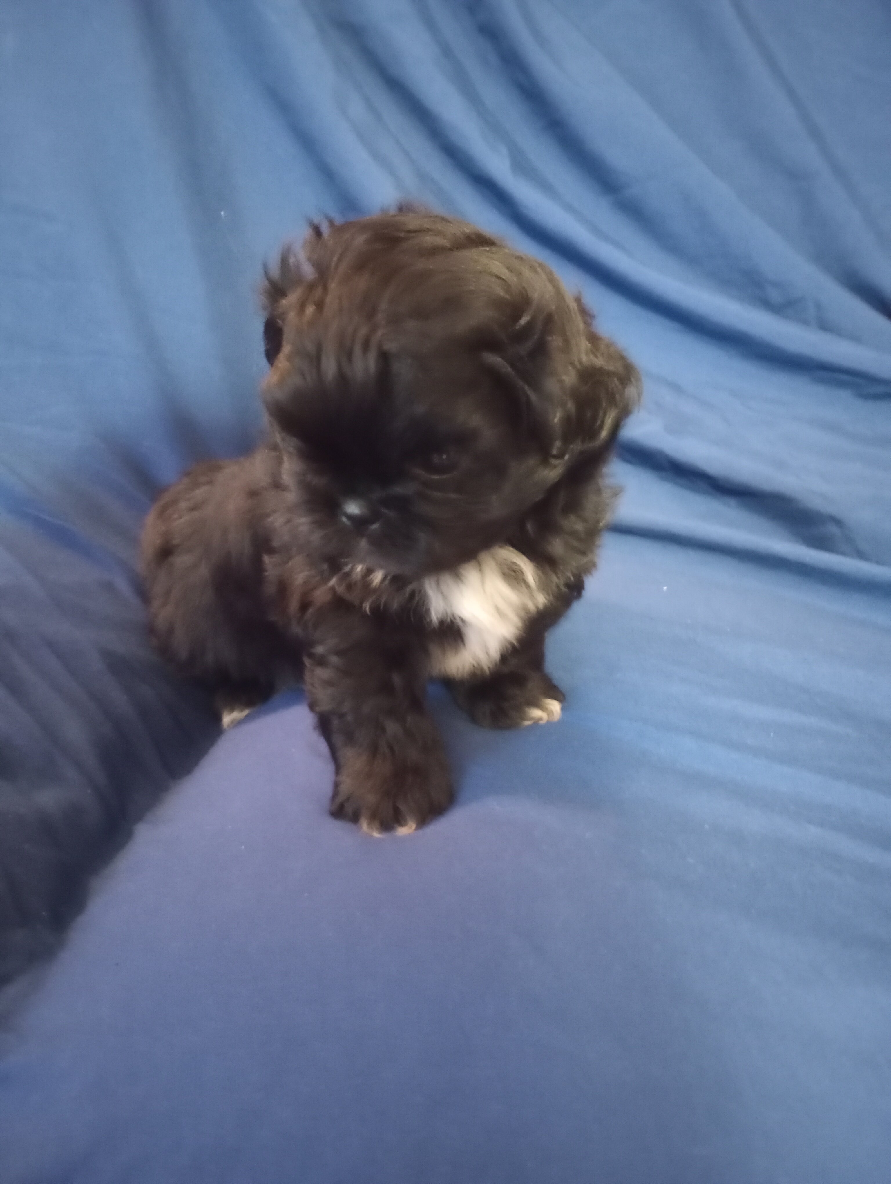 CKC Shih Tzu Male Puppy image 2