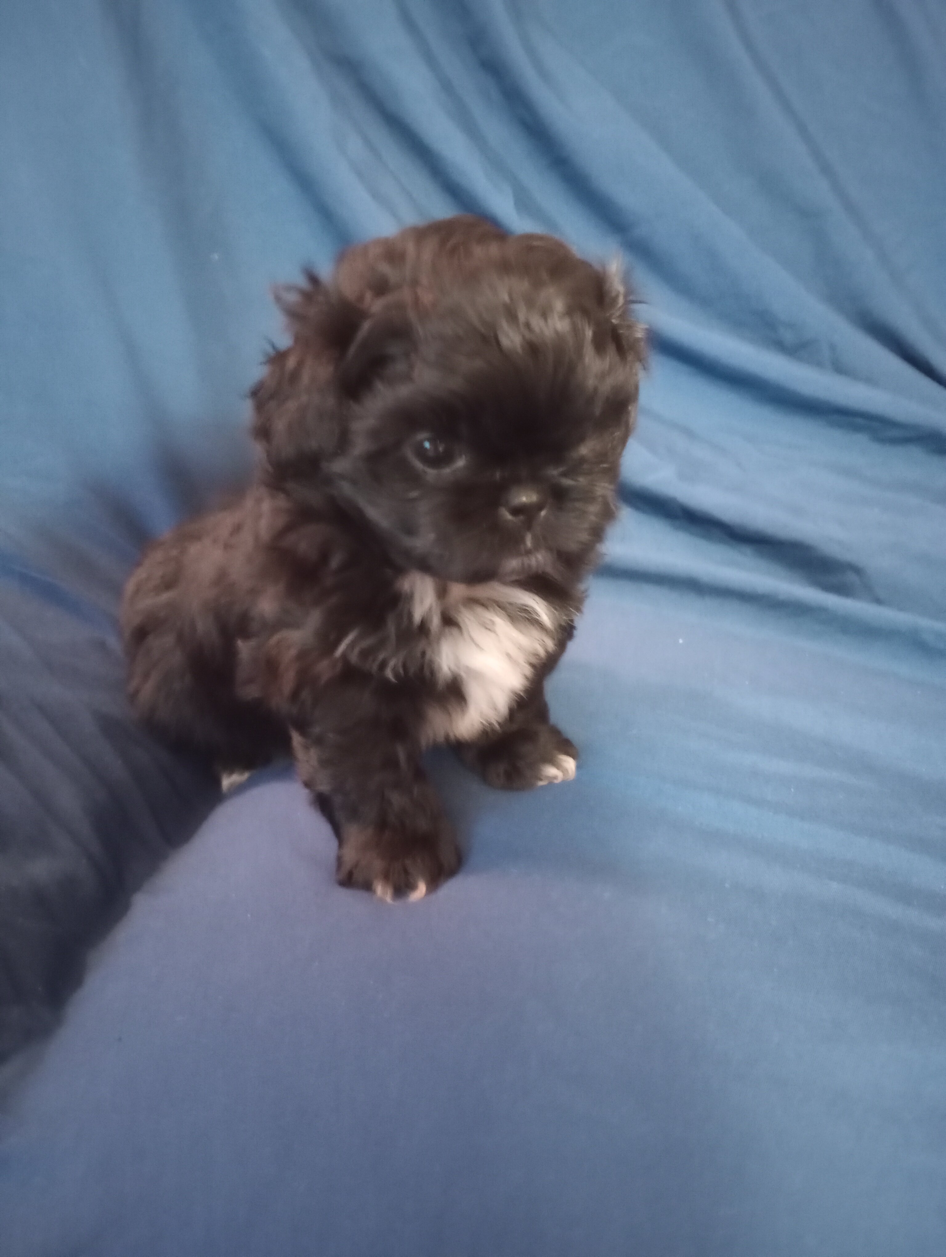 CKC Shih Tzu Male Puppy image 1