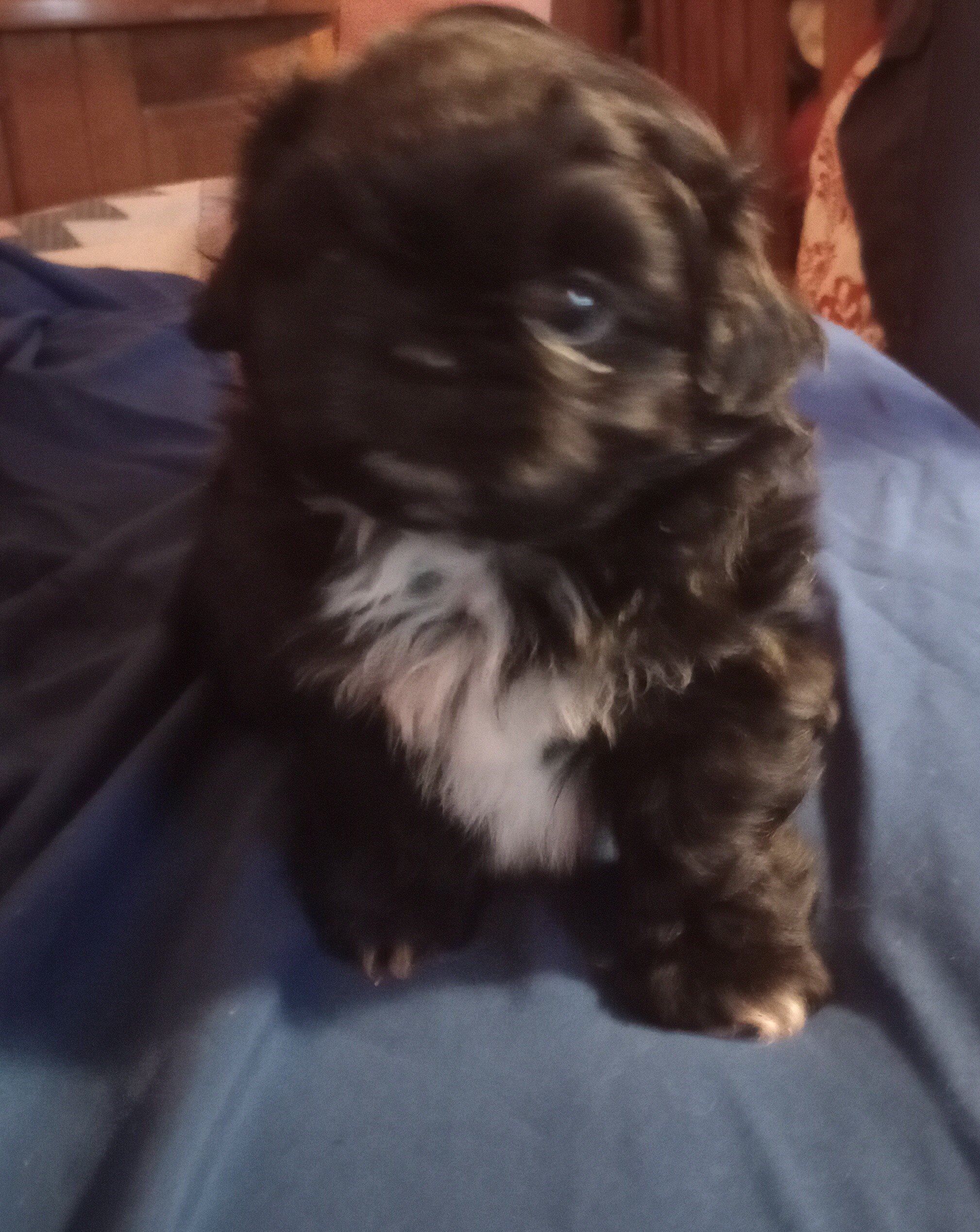 CKC Shih Tzu Male Puppy image 3