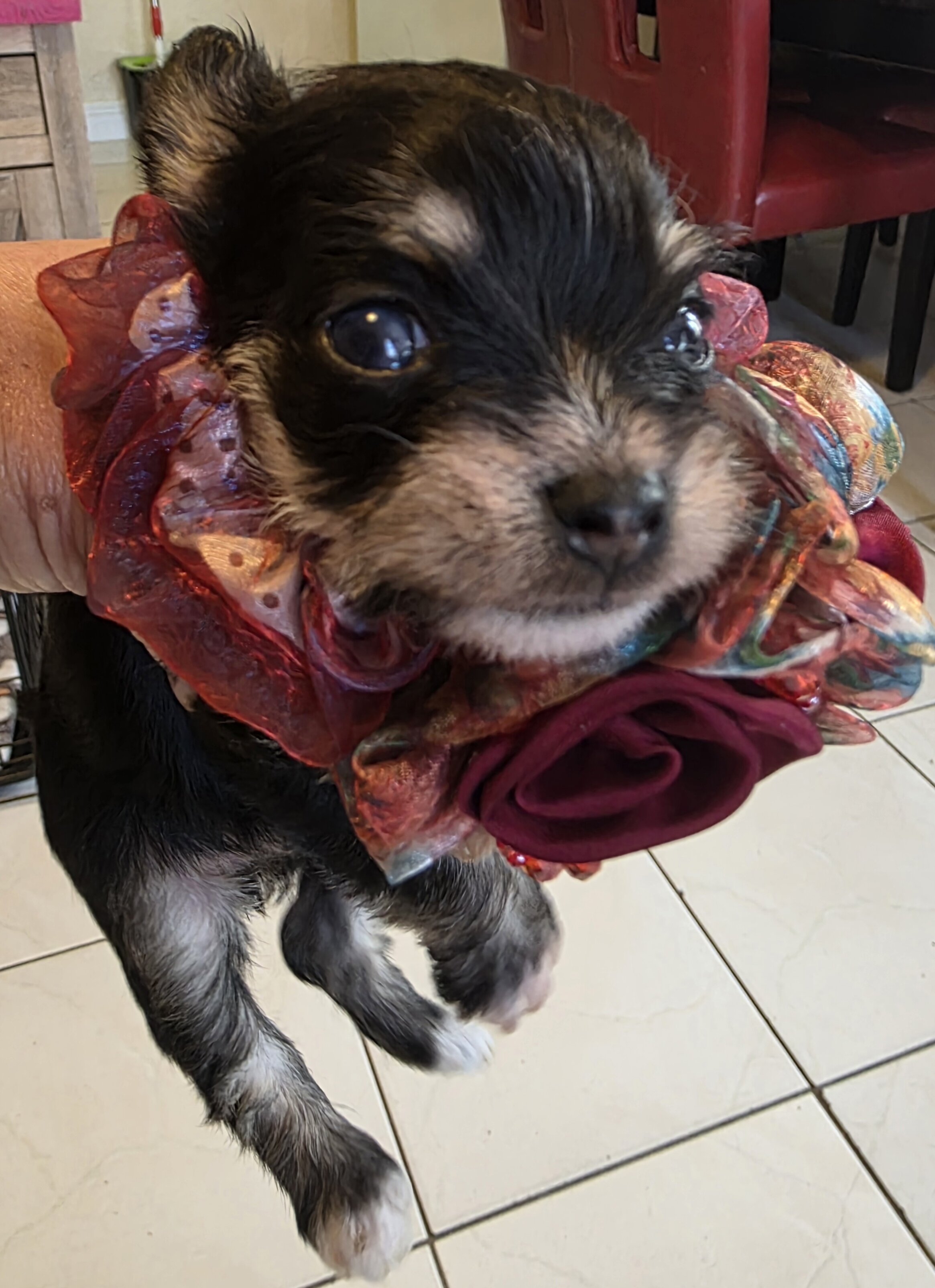 Puppi image 4